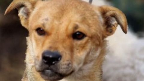 Fino sucht ein Zuhause