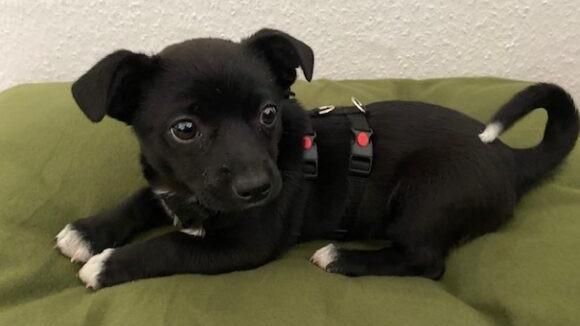 Suri sucht ein Zuhause