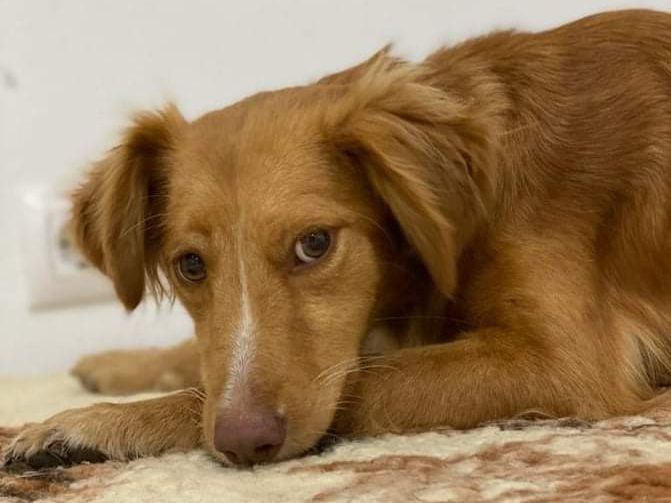 Candela sucht ein Zuhause