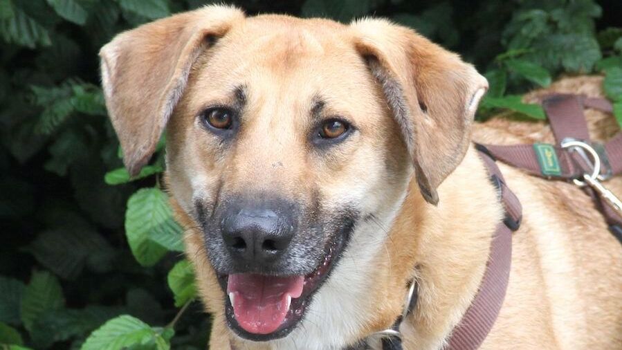 Rino sucht ein Zuhause