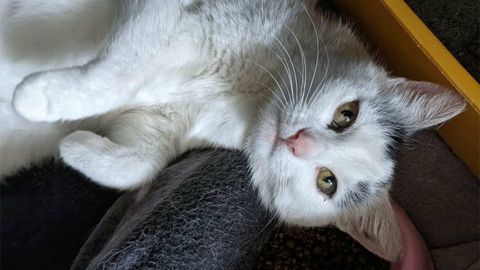 Katze Maya sucht ein Zuhause