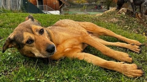 Mira sucht ein Zuhause