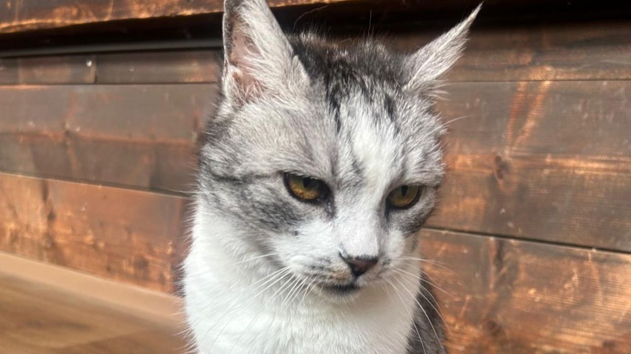 Kater Petzi