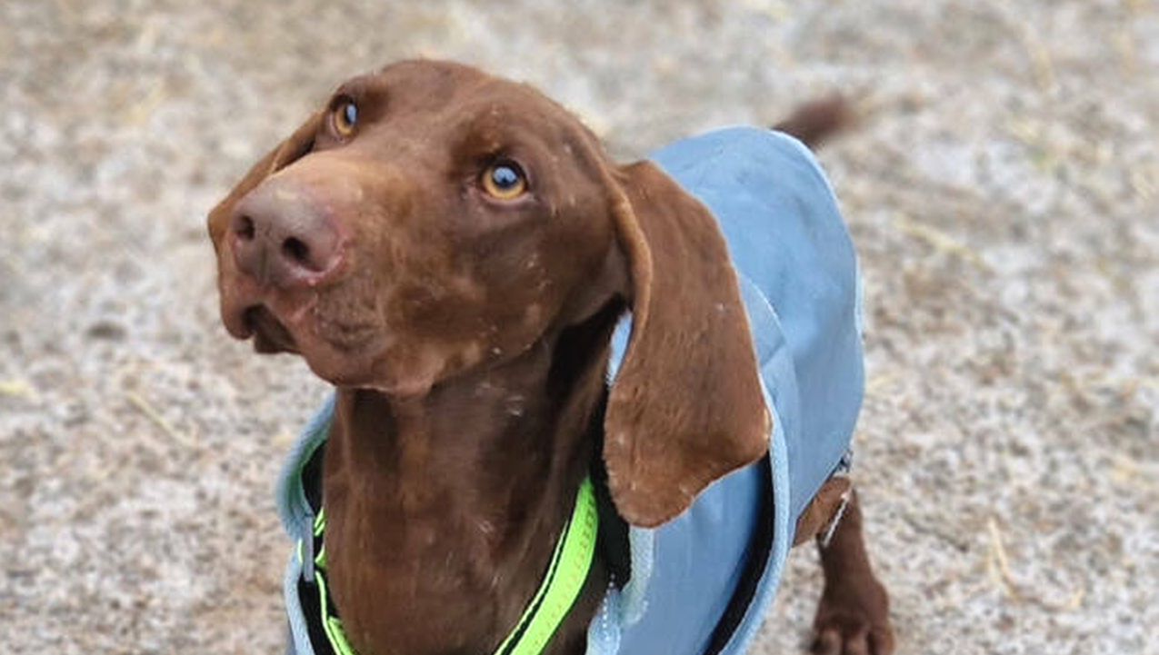 Gustav sucht ein Zuhause