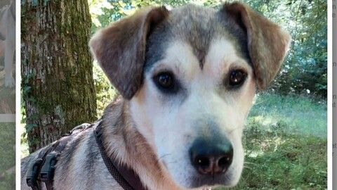 Harry sucht ein Zuhause