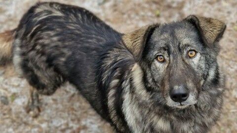 Hera sucht ein Zuhause