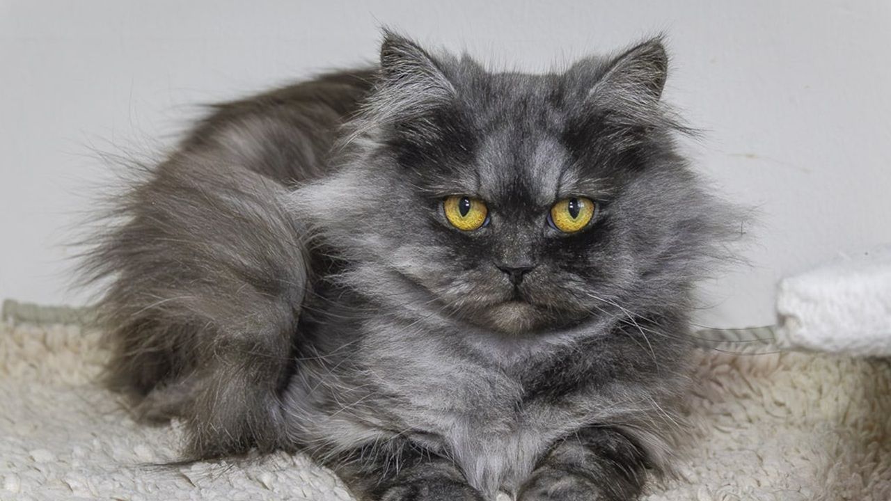 Katze Cinderella (Britisch Langhaar)