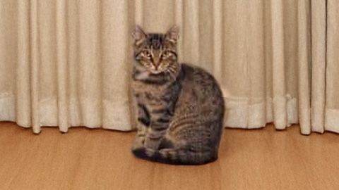 Lio sucht ein Zuhause