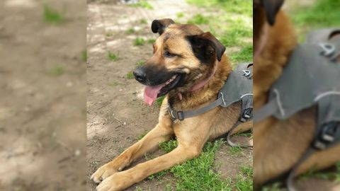 Ben sucht ein Zuhause