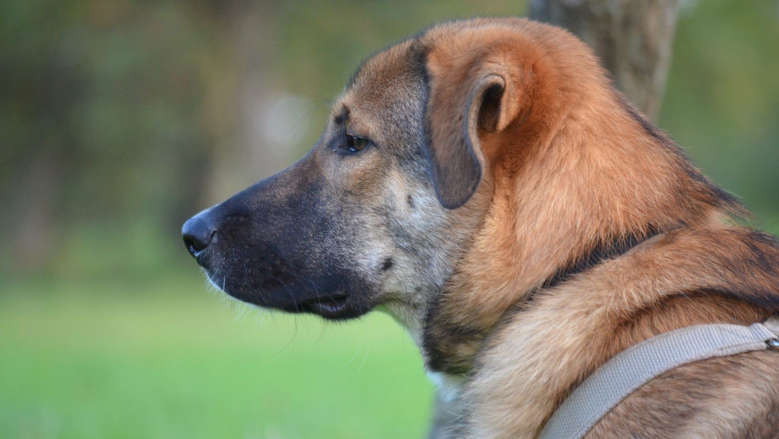 Maron sucht ein Zuhause