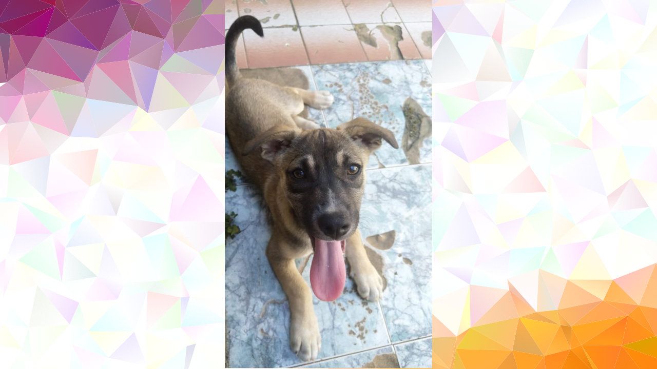 Rex sucht ein Zuhause