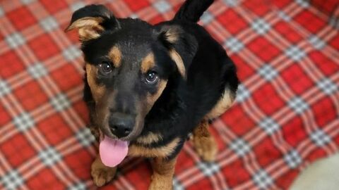 Arthur sucht ein Zuhause