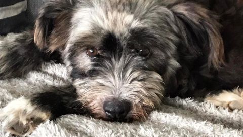 Fine sucht ein Zuhause