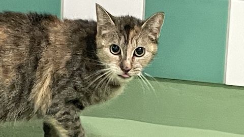 Tinkabäl sucht ein Zuhause