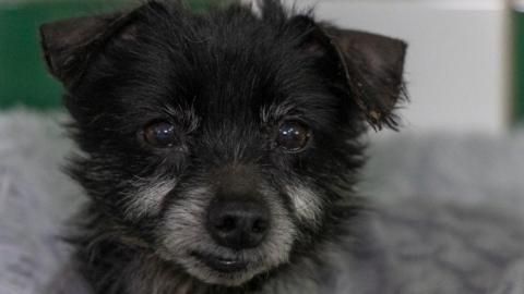 Finish sucht ein Zuhause