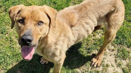 Daisy sucht ein Zuhause