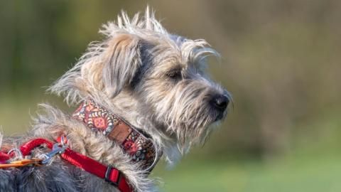 Terence sucht ein Zuhause