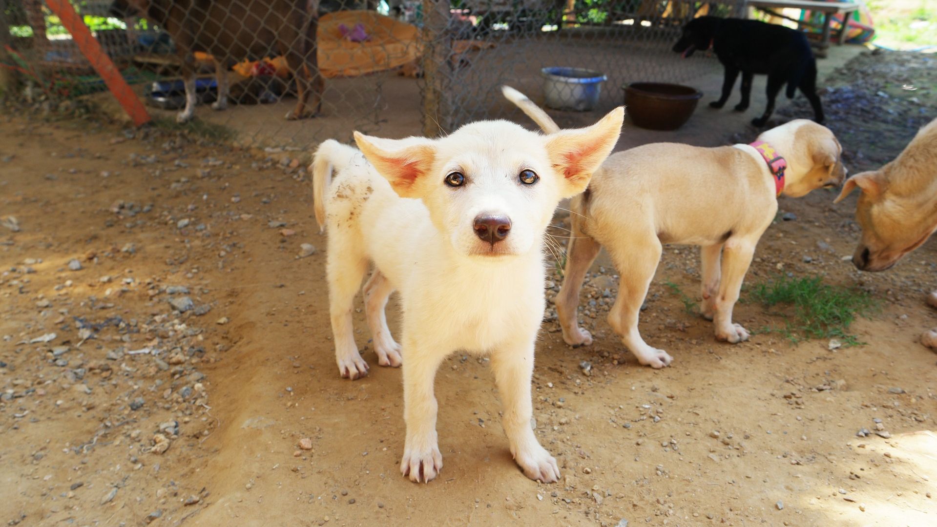 Tiere aus der Ukraine können ohne Dokumente einreisen
