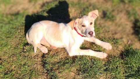 Tessa sucht ein Zuhause