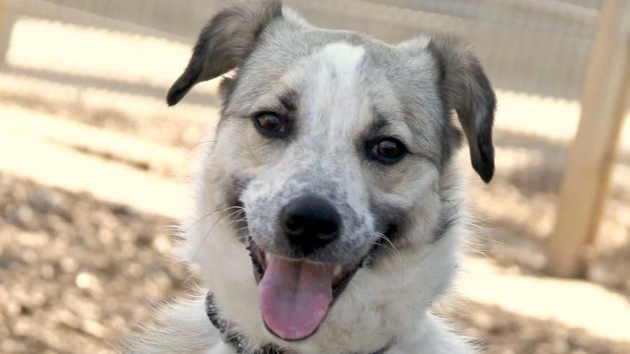 Axy sucht ein Zuhause