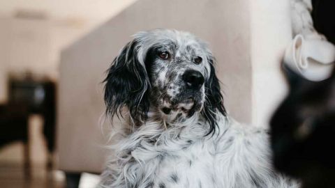 Lars sucht ein Zuhause