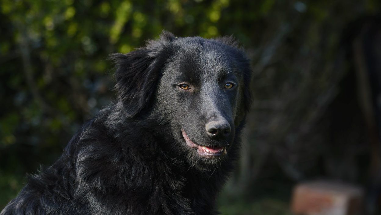 Hund Cody sucht ein Zuhause