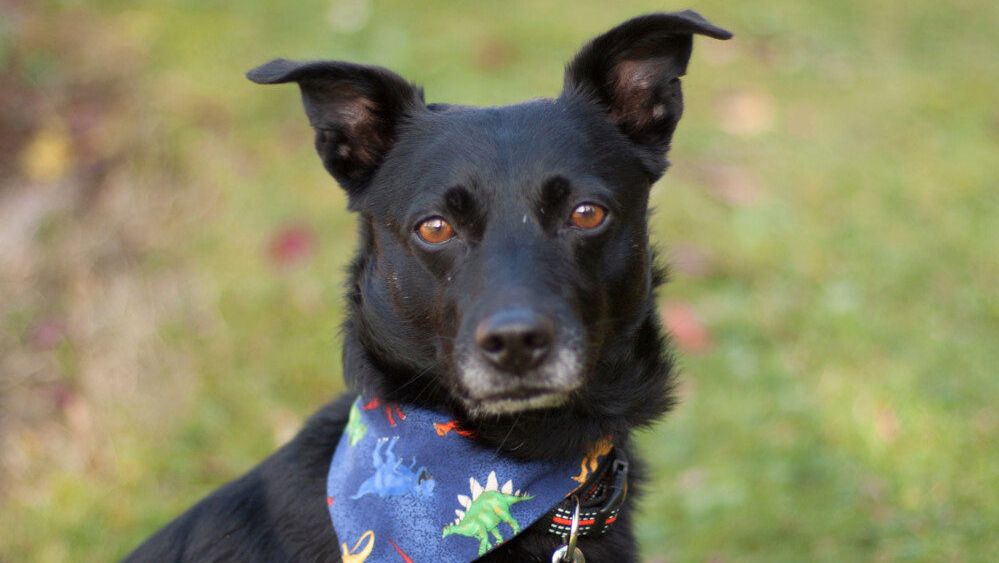 Forrest sucht ein Zuhause