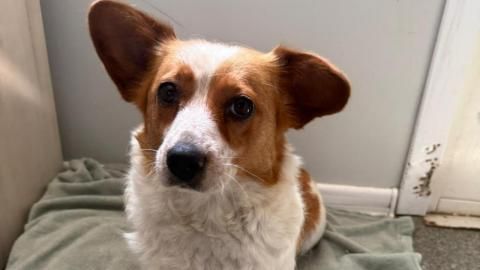 Valeria sucht ein Zuhause