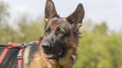 Luke sucht ein Zuhause