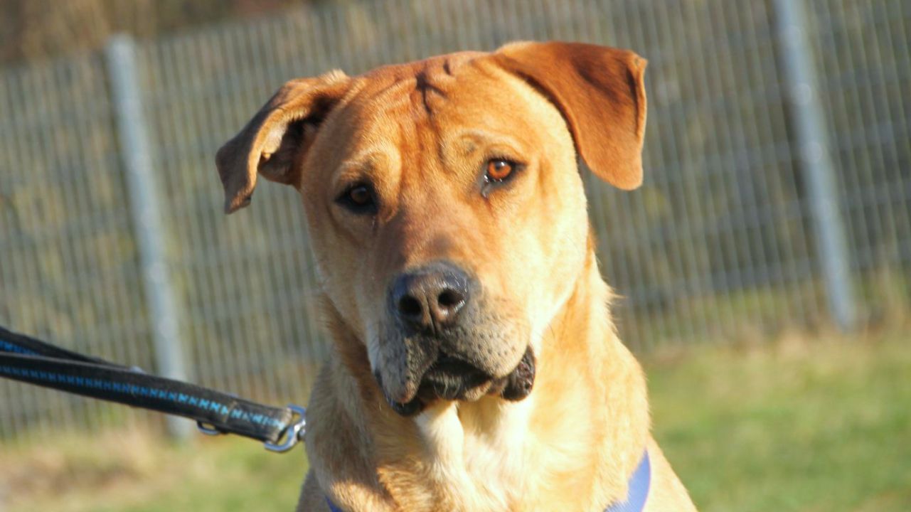 Harry sucht ein zuhause