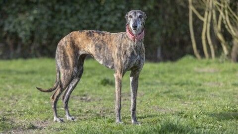 Rubia sucht ein Zuhause