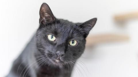 Simba sucht ein Zuhause