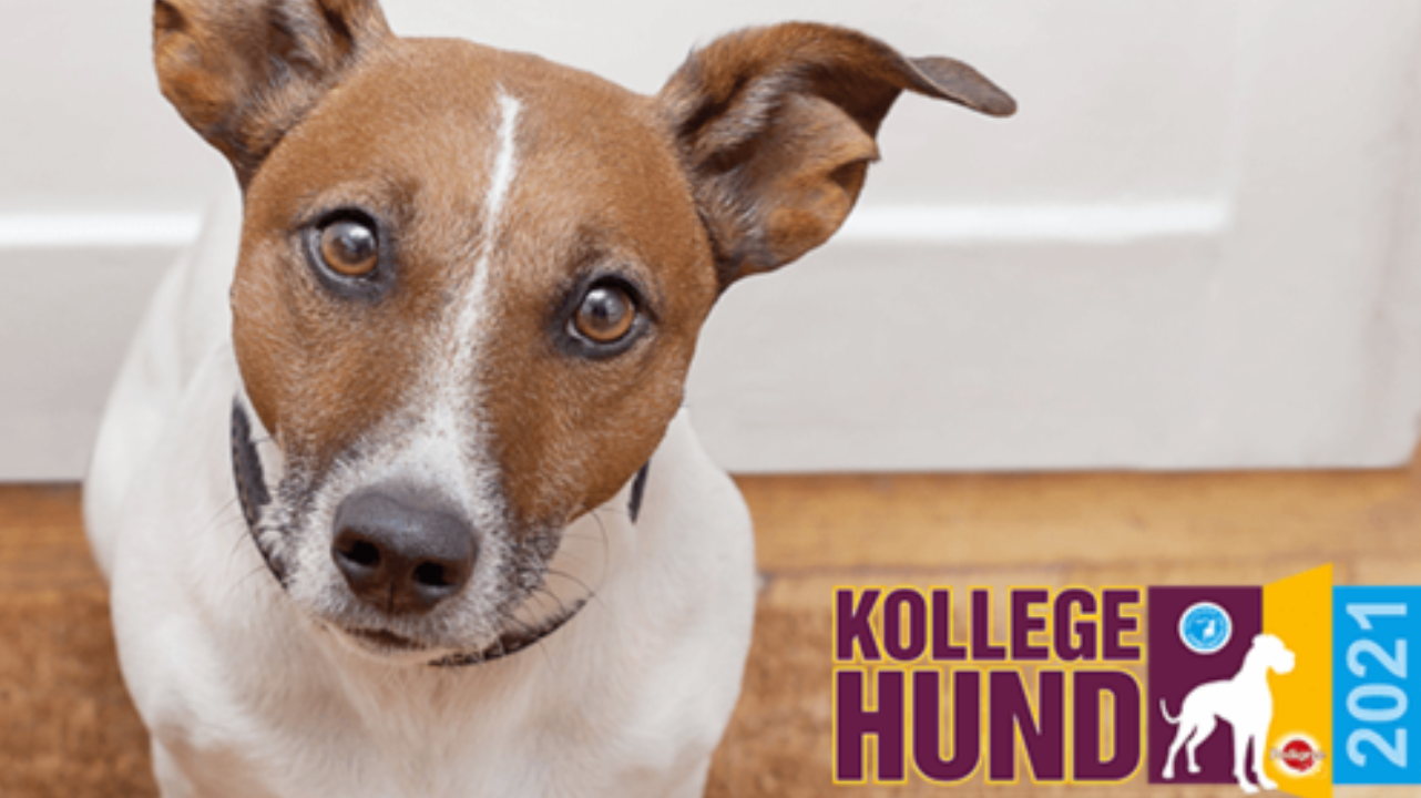 Aktionstag - Kollege Hund