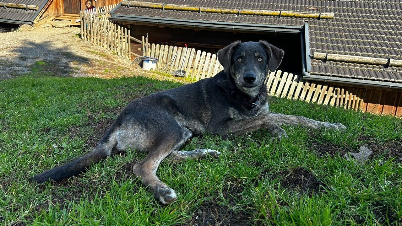 Hund Otto aus Gut Aiderbichl