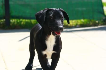 Georgia sucht ein Zuhause