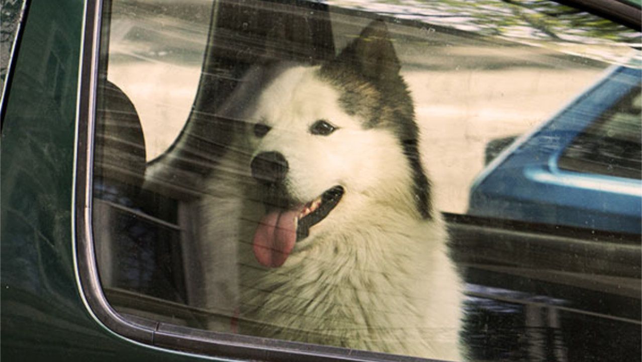 Hunde im Sommer - Temperaturfühliger als der Mensch