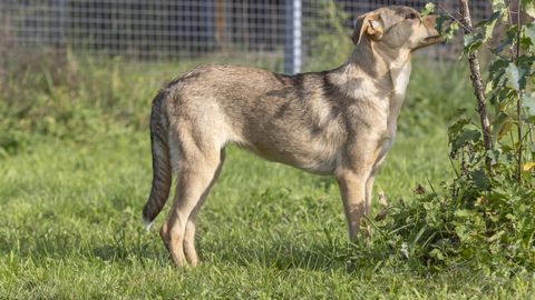 Theea sucht ein Zuhause