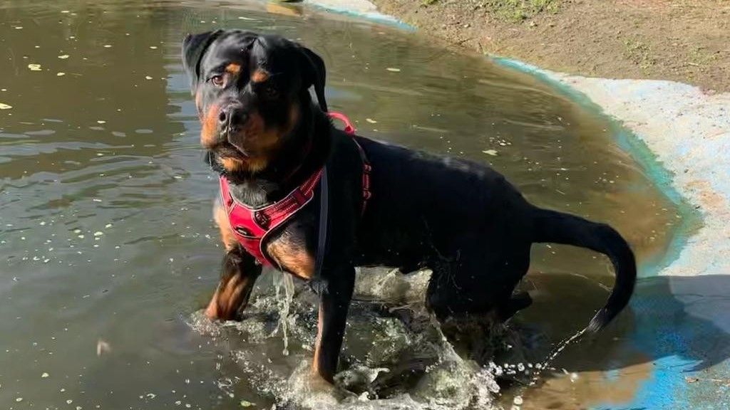 Zoran sucht ein neues Zuhause