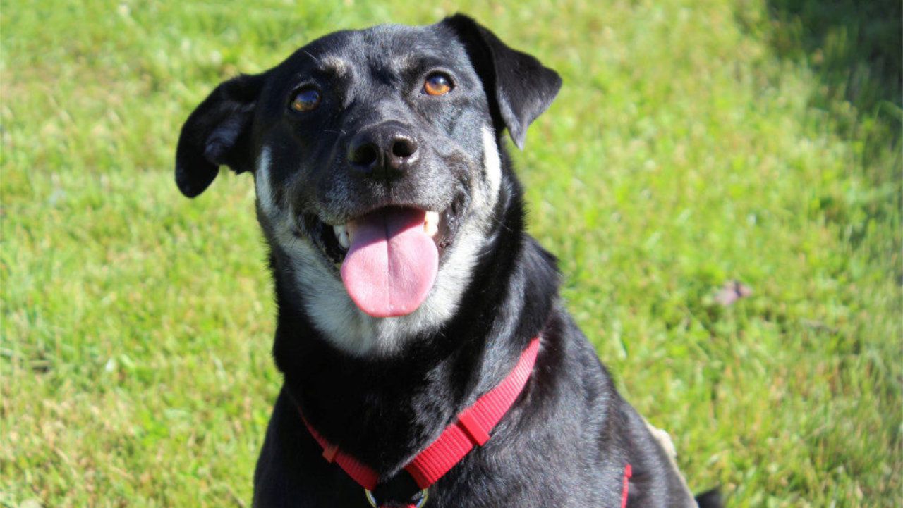 Ruffy sucht ein neues Zuhause