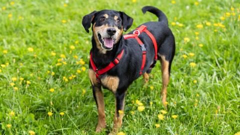 Alvin sucht ein Zuhause