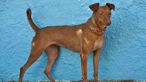 Prada sucht ein Zuhause