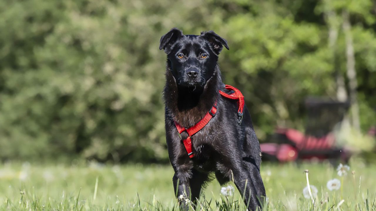 Hundewelpe Nero