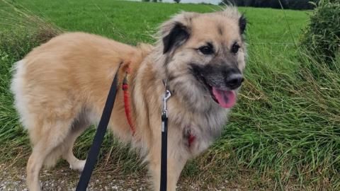 Ilan sucht ein Zuhause