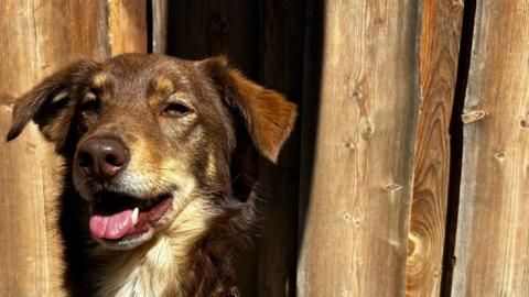 Kiro sucht ein Zuhause