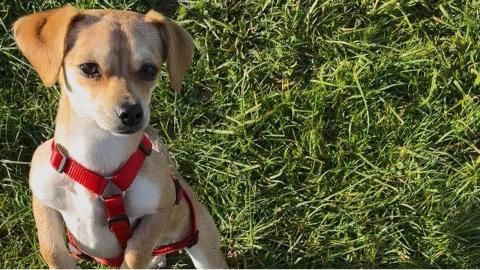 Misty sucht ein Zuhause