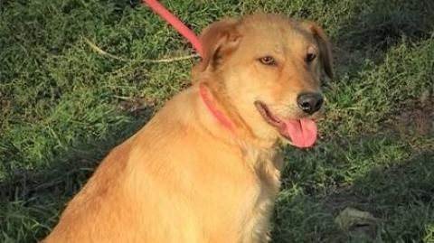 Olja sucht ein Zuhause