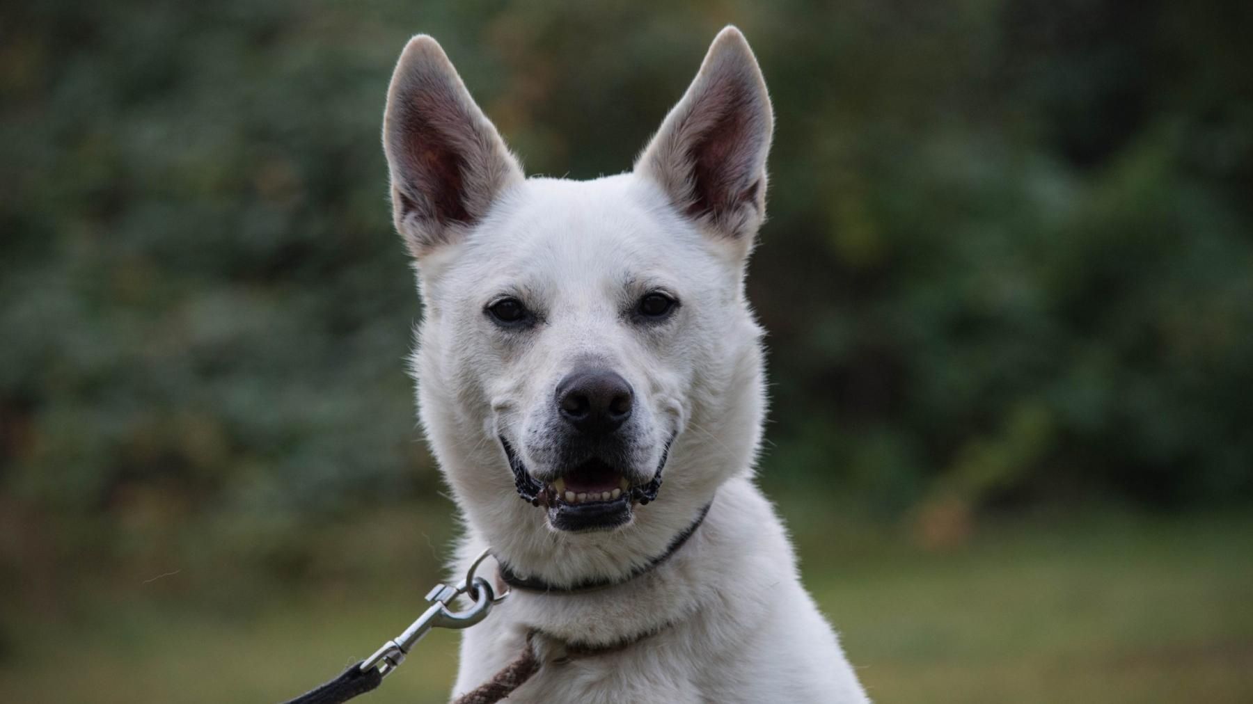 Melow sucht ein Zuhause