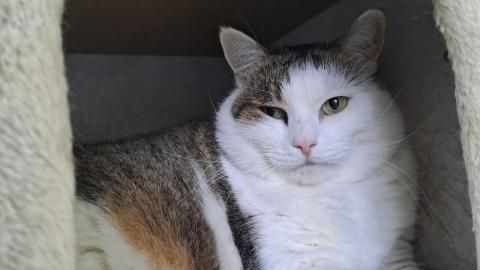 Mia sucht ein Zuhause