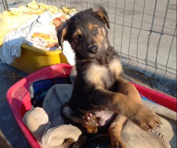 Ace sucht ein Zuhause