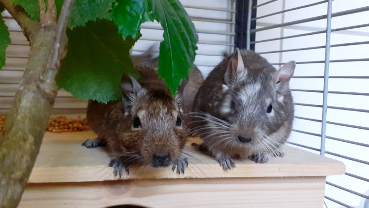 Fünf Degus suchen ein neues zuhause